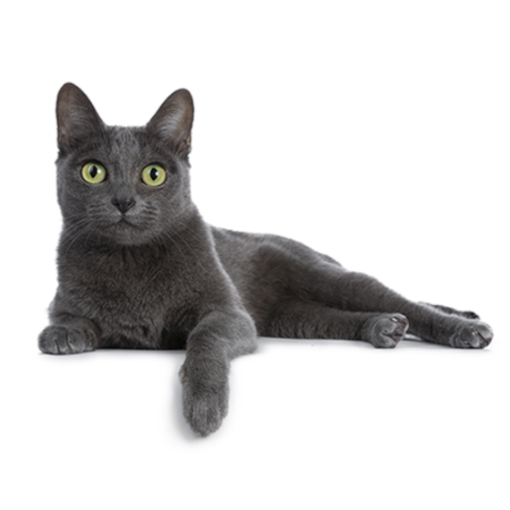 Gatti